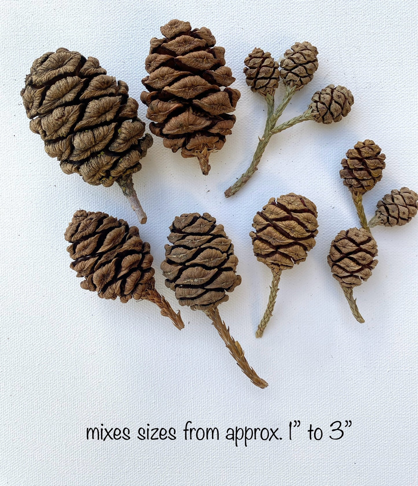 Sequoia Pine Cones for Christmas Decor & Crafting - Premium Natural Pine Cones Mixed Sizes from Iconic Sequoia Trees