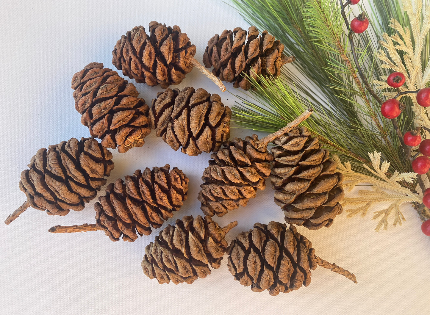 10 Large Sequoia Pine Cones for Christmas Decor & Crafting / 2.5 - 3" in Size / Premium Natural Pine Cones from Iconic Sequoia Trees