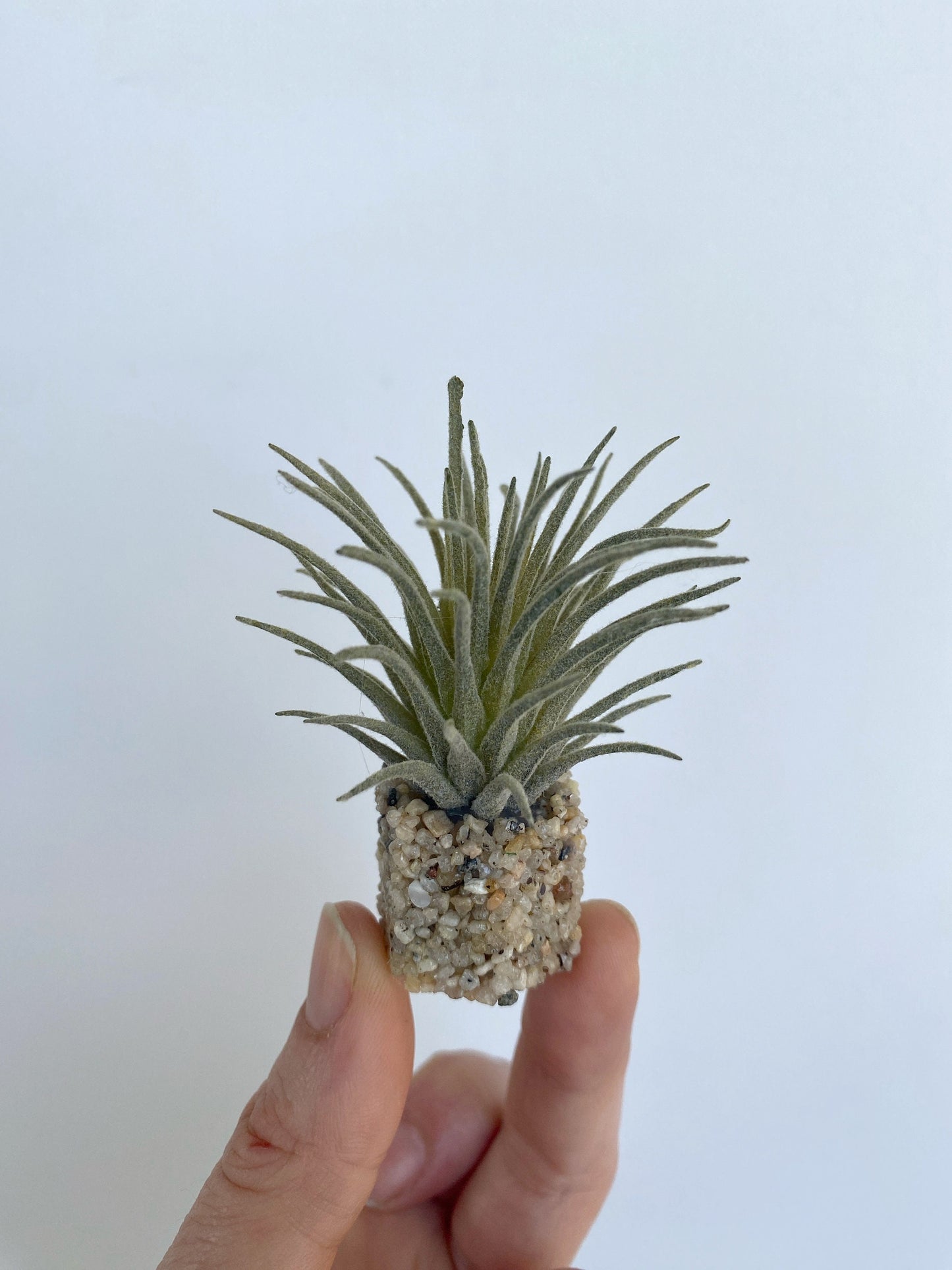 Mini Airplant (Tillan) Freshwater Aquarium Plant, 3 Pack with Stone Base, Aquascape Decor, Artificial Aquarium Plastic Plant