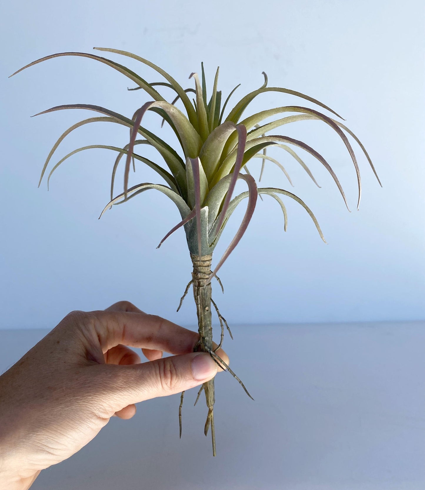 Artificial Air Plant - large Faux Air Plant Pick, Tillandsia Lonantha, High Quality Succulents
