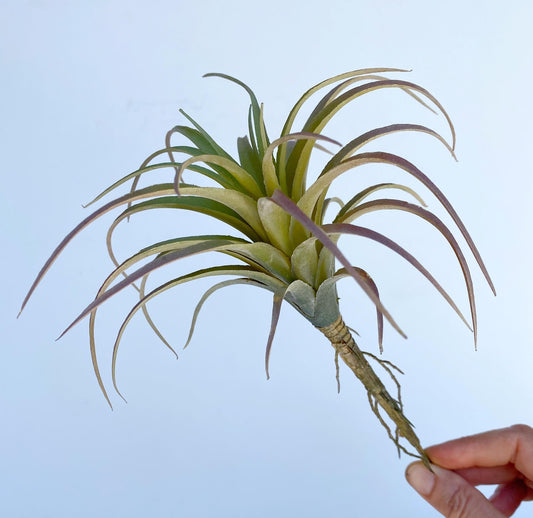 Artificial Air Plant - large Faux Air Plant Pick, Tillandsia Lonantha, High Quality Succulents