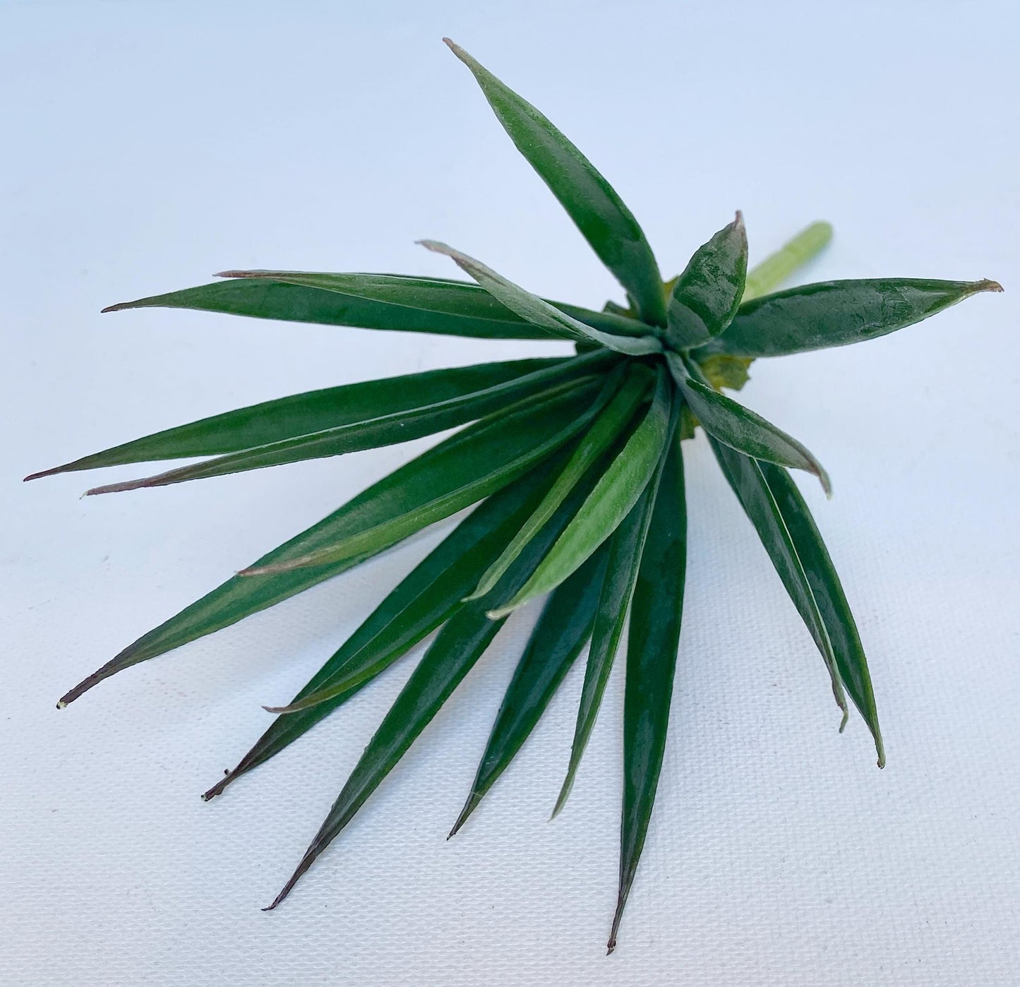 Artificial Aloe Pick Succulent -  High Quality Succulents - Faux Plant