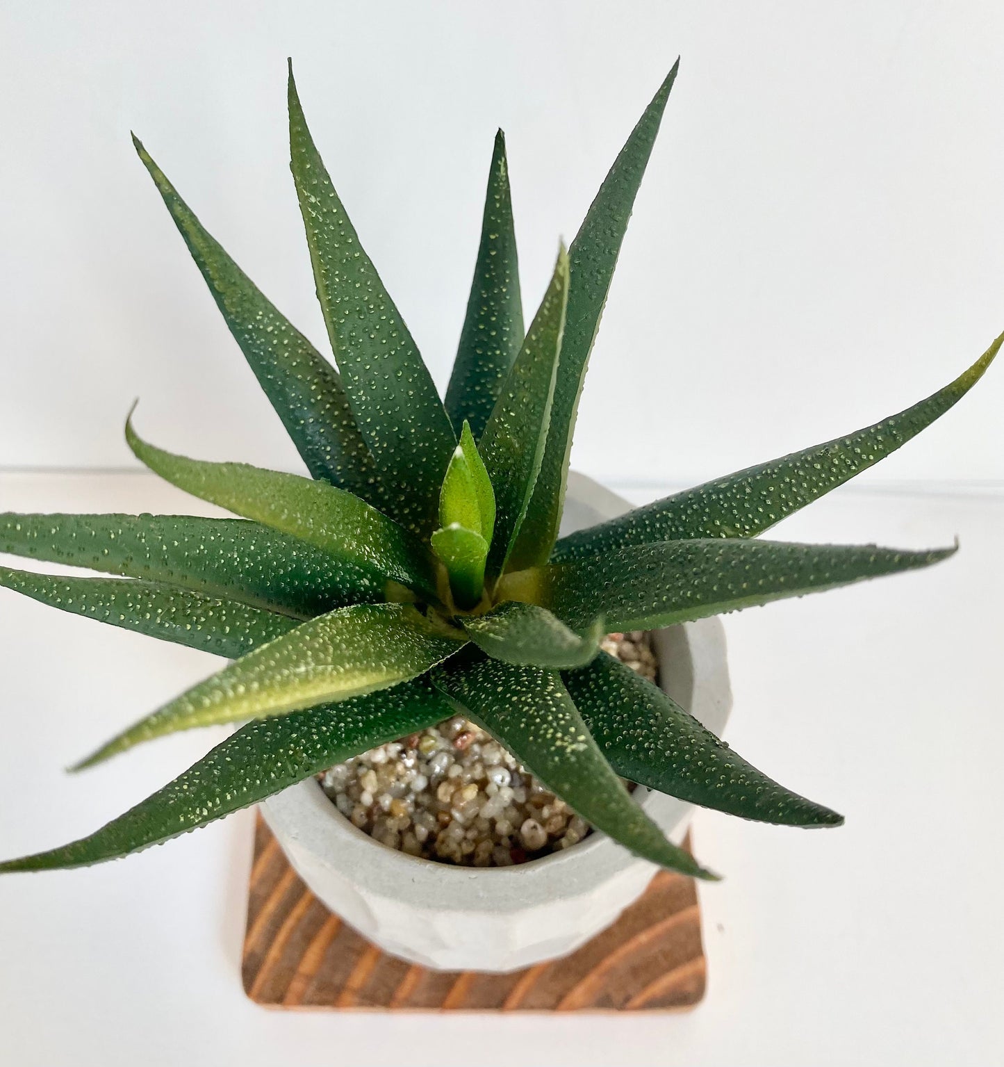 Artificial Aloe Vera Plant in handmade Concrete Pot with Wood Tray