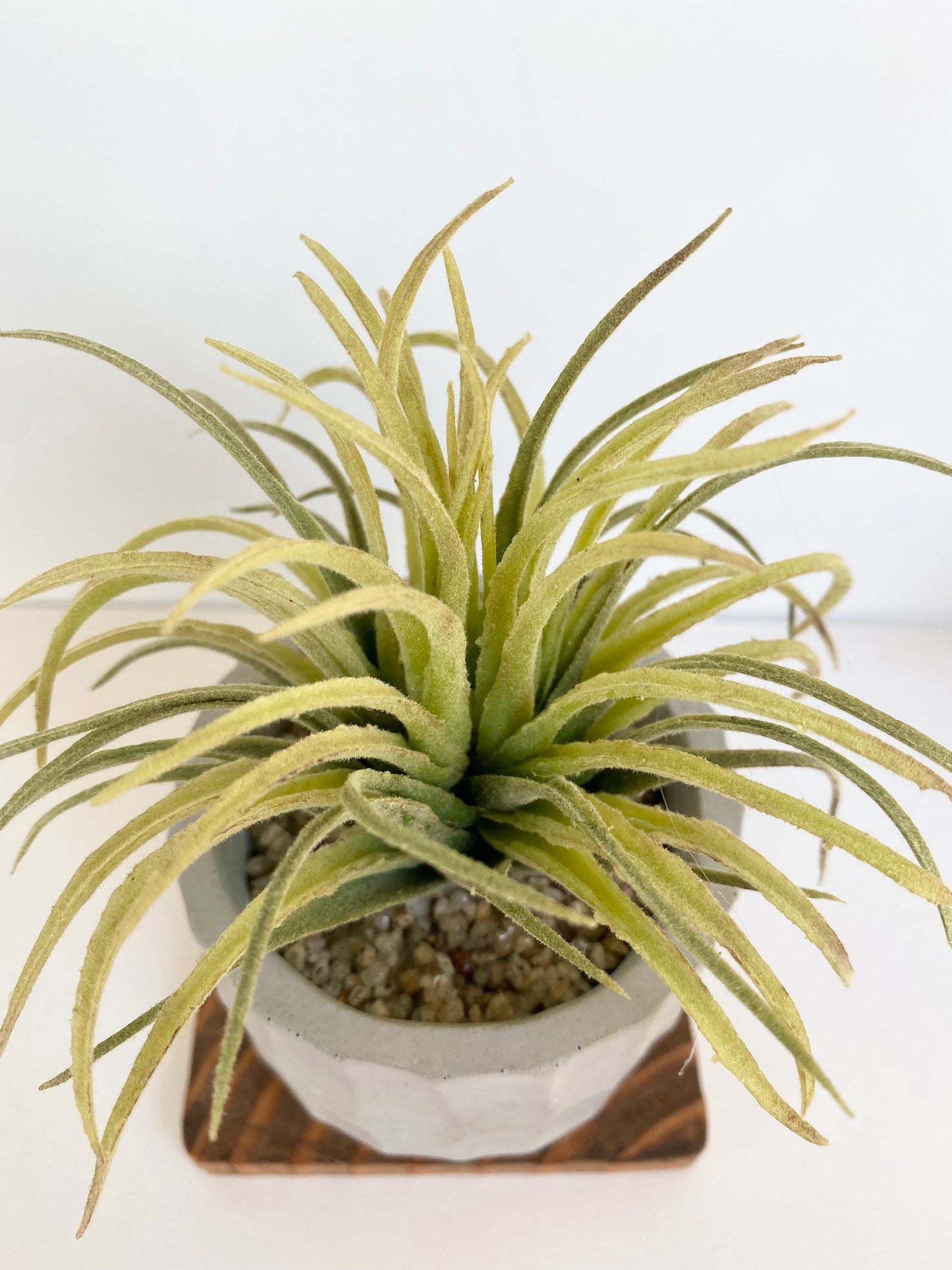 Artificial Air Plant in handmade Concrete Pot with Wood Tray