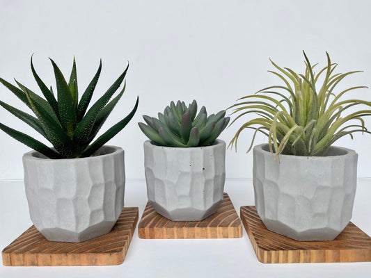 Artificial Succulent Plant in handmade Concrete Pot with Wood Tray - Aloe Vera, Ice or Air Plant