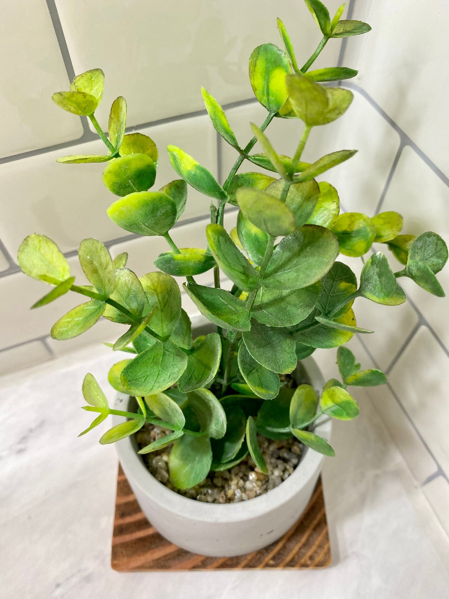 Artificial Eucalyptus Plant in handmade Concrete Pot with Wood Tray