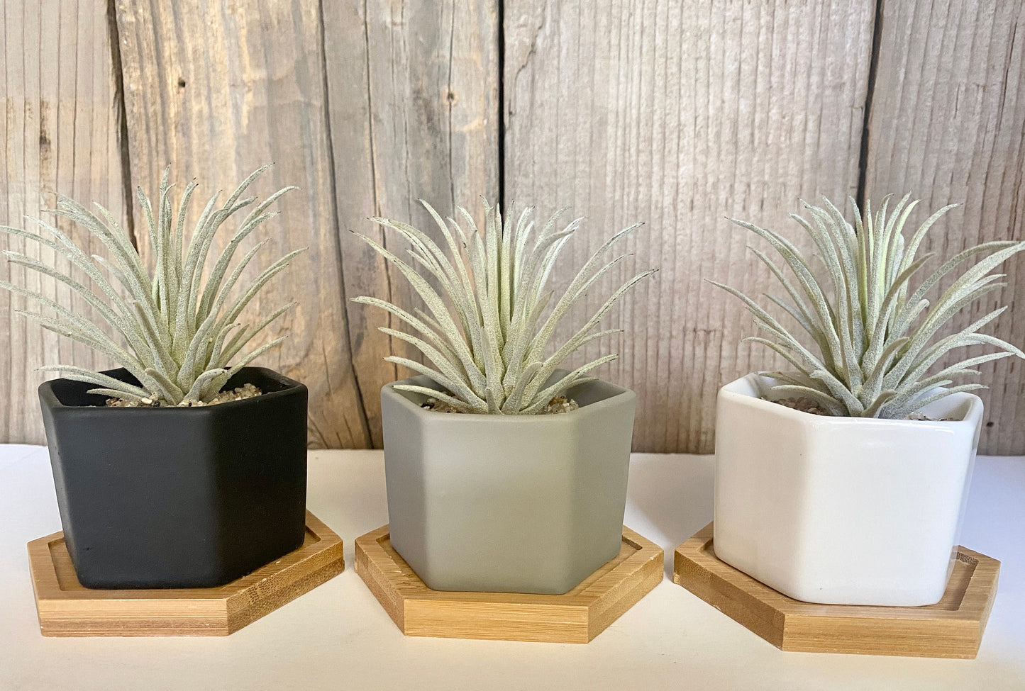 Small Artificial Air Succulent Plant in white, grey or black Hexagon Pot