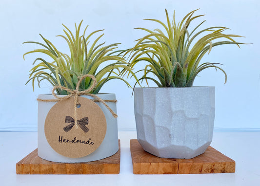 Artificial Air Plant in handmade Concrete Pot with Wood Tray