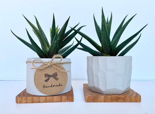 Artificial Aloe Vera Plant in handmade Concrete Pot with Wood Tray