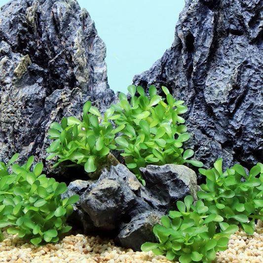 Small Button Leaf Aquarium Plant, Light Green Leaf 6 Pack with Stone Base, Lifelike Foreground Décor, Artificial Aquarium Plastic Plant