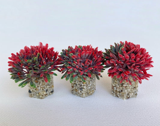 Mini Allium Freshwater Aquarium Plant Red -  3 Pack with Stone Base, Aquascape Decor, Artificial Aquarium Plastic Plant