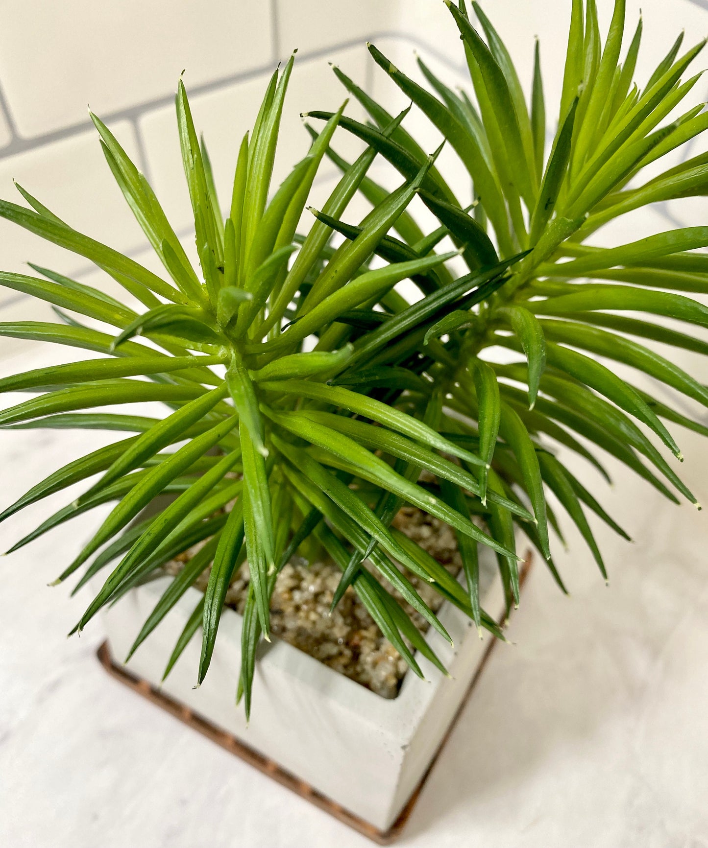 Artificial Succulent Plant in handmade Concrete Pot with Wood Tray - Burgundy Red or Green