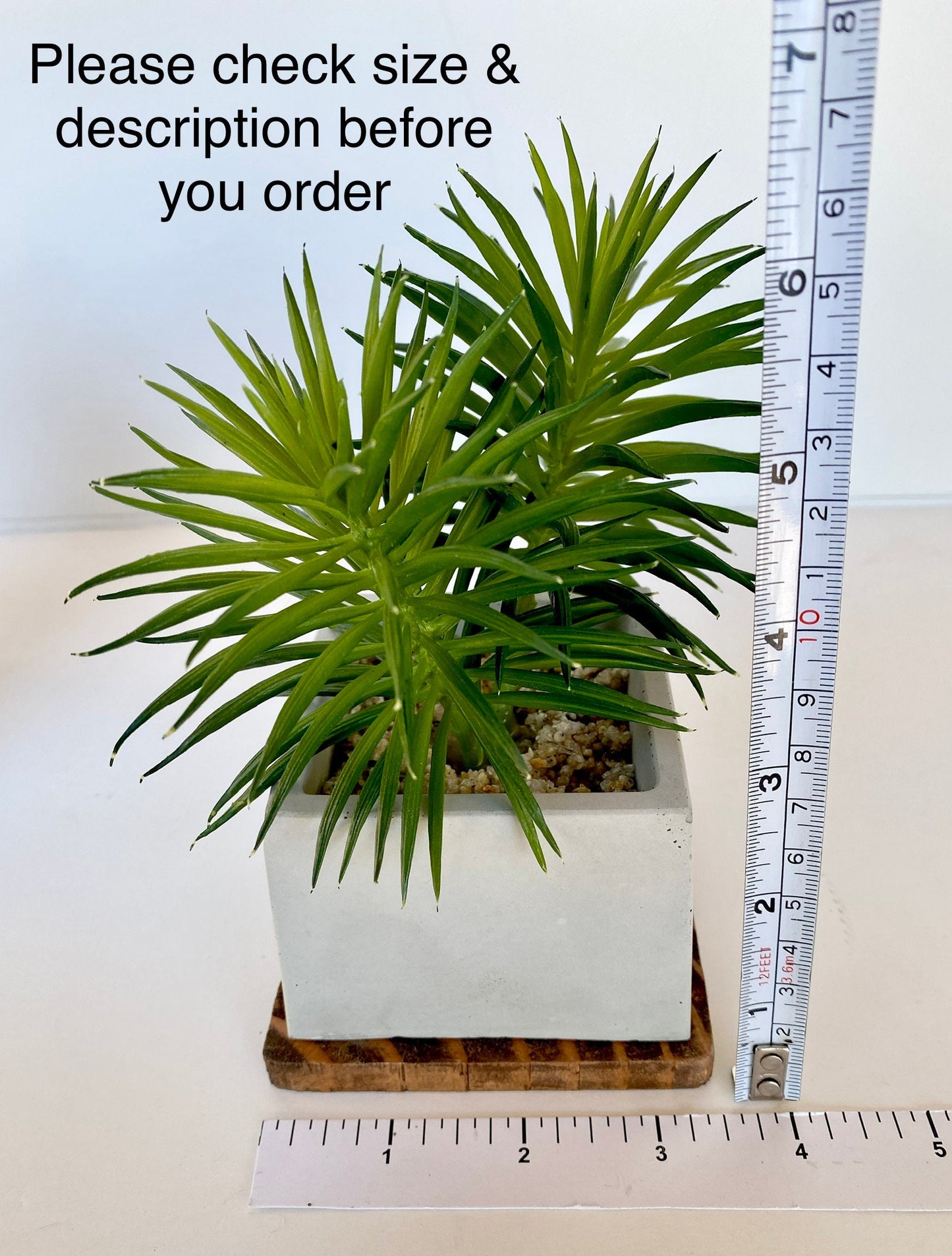 Artificial Succulent Plant in handmade Concrete Pot with Wood Tray - Burgundy Red or Green