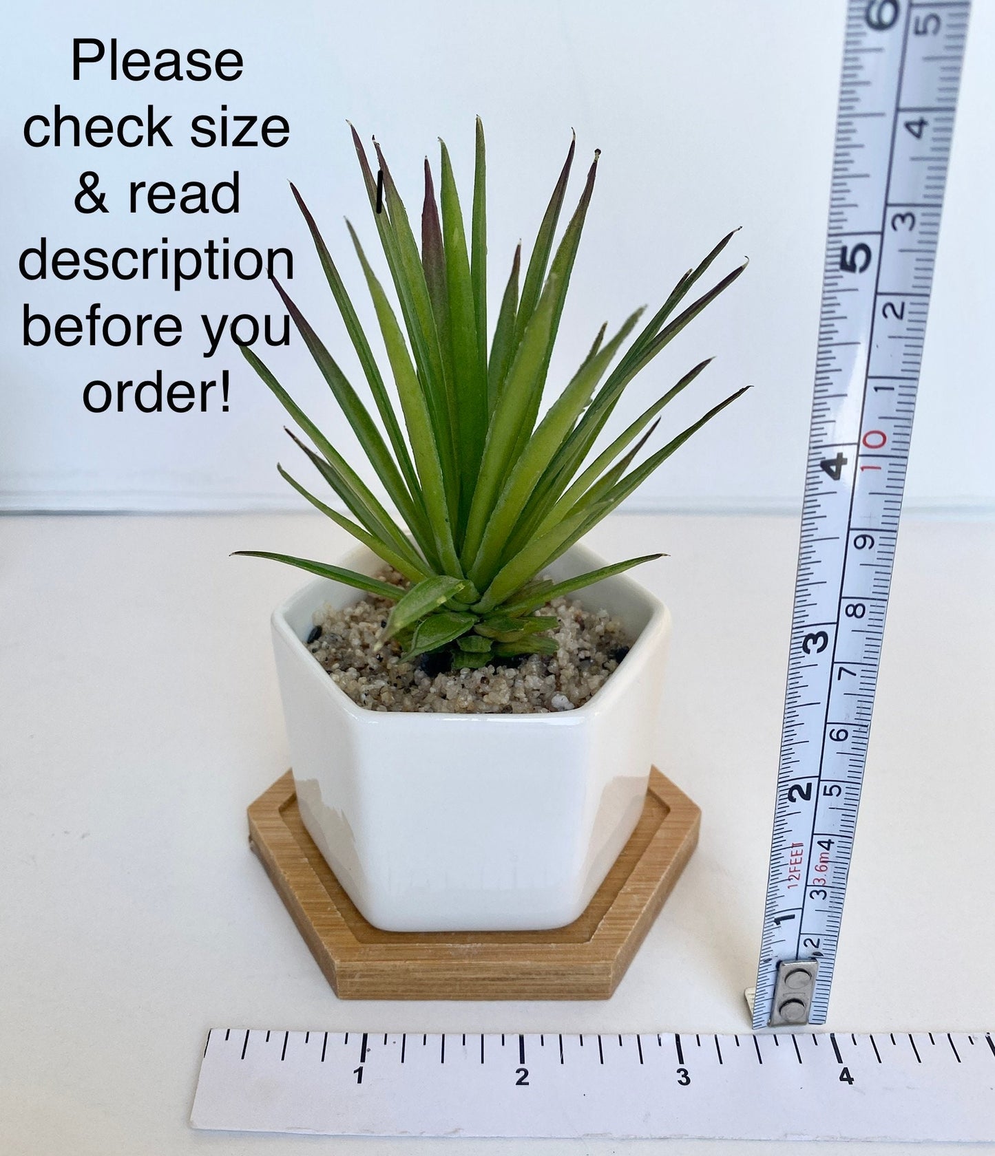 Small Artificial Succulent Plant in Hexagon Pot with Bamboo Tray