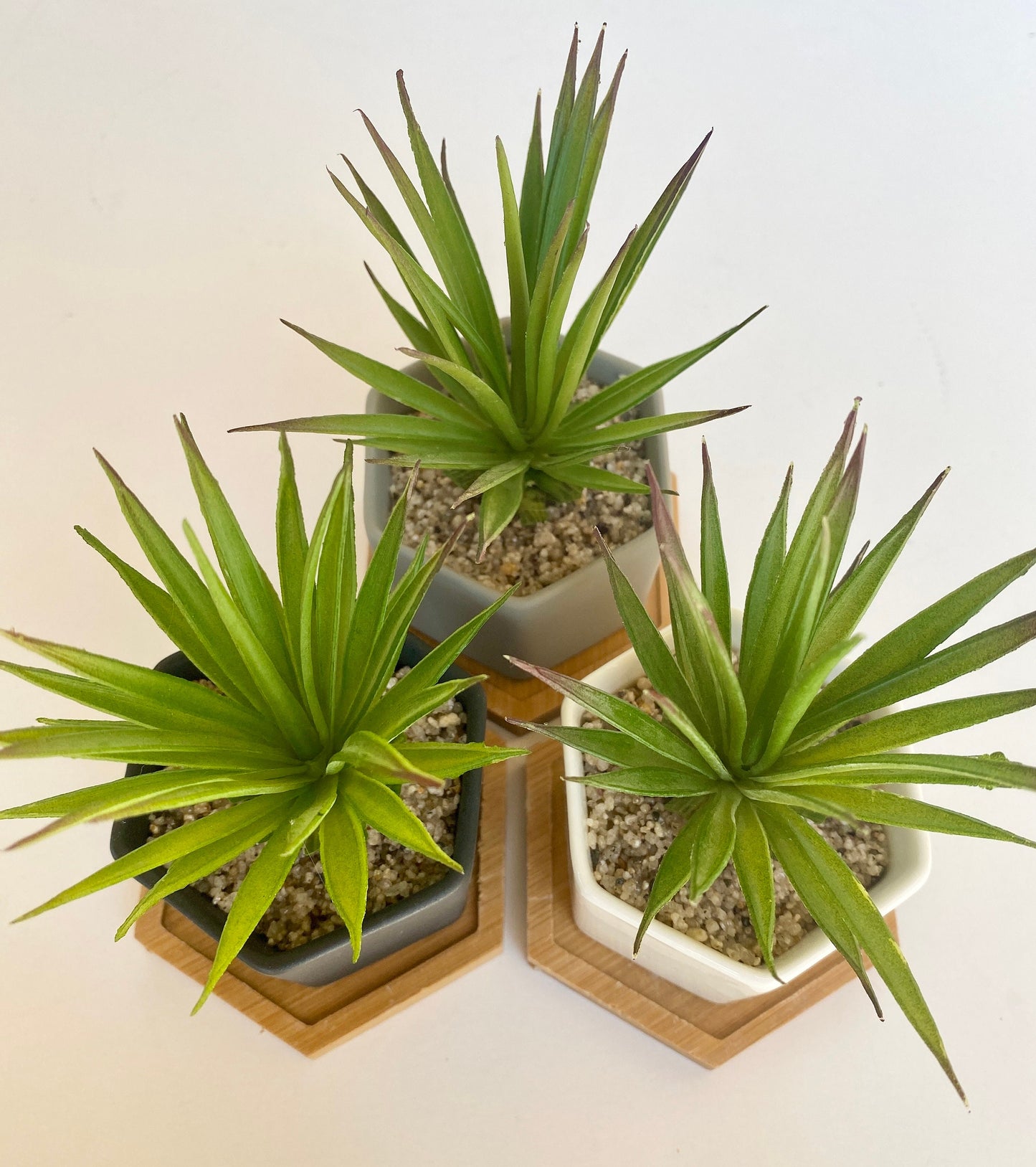 Small Artificial Succulent Plant in Hexagon Pot with Bamboo Tray